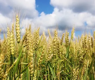 Agriculture