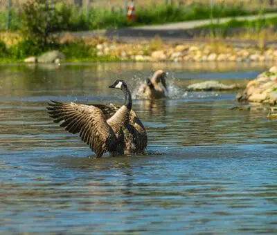 Biodiversité et milieux naturels