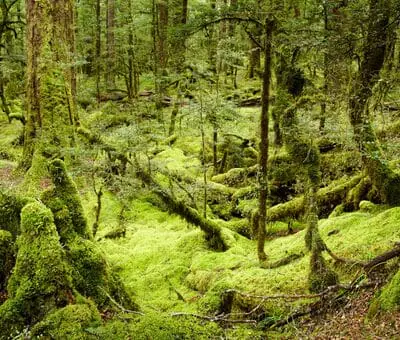 Couvert forestier